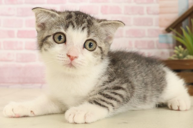 香川県のスコティッシュフォールド (Coo&RIKU高松上福岡店/2025年10月2日生まれ/女の子/シルバータビーホワイト)の子猫の3枚目の画像