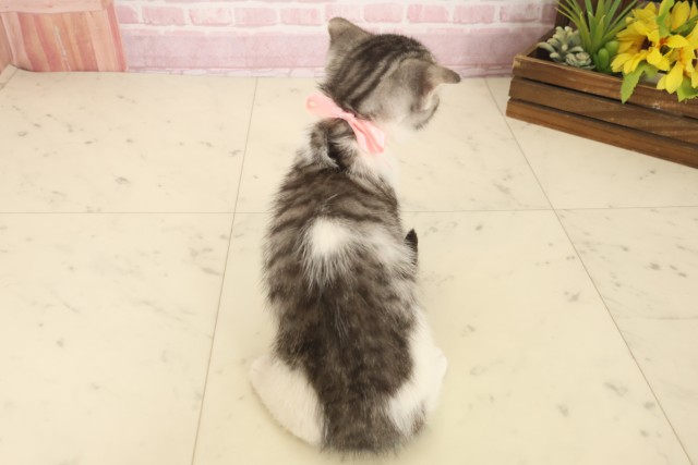 香川県のスコティッシュフォールド (Coo&RIKU高松上福岡店/2025年10月2日生まれ/女の子/シルバータビーホワイト)の子猫の4枚目の画像