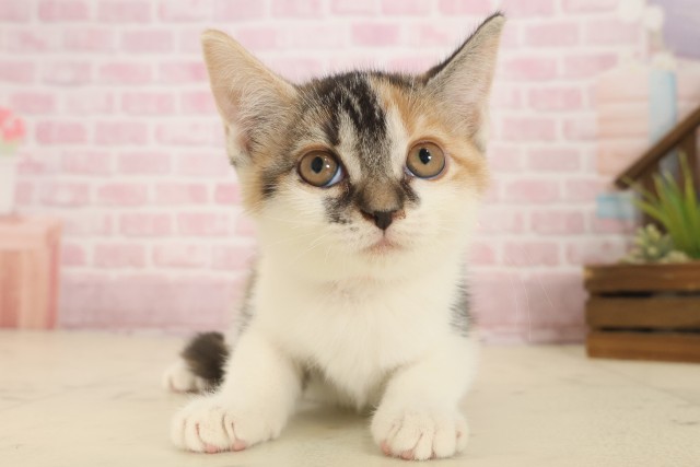 長崎県のスコティッシュフォールド (Coo&RIKU長崎佐世保店/2025年10月2日生まれ/女の子/トービーホワイト)の子猫の1枚目の画像