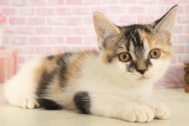 長崎県のスコティッシュフォールド (Coo&RIKU長崎佐世保店/2025年10月2日生まれ/女の子/トービーホワイト)の子猫の2枚目の画像