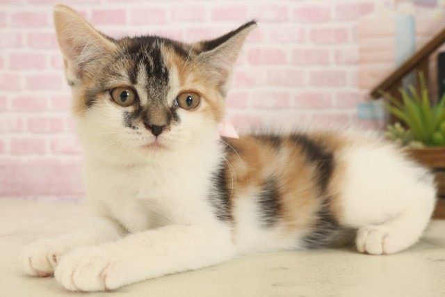 長崎県のスコティッシュフォールド (Coo&RIKU長崎佐世保店/2025年10月2日生まれ/女の子/トービーホワイト)の子猫の3枚目の画像