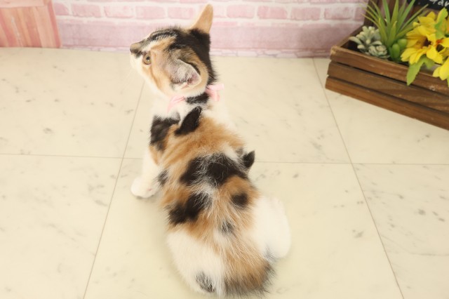 長崎県のスコティッシュフォールド (Coo&RIKU長崎佐世保店/2025年10月2日生まれ/女の子/トービーホワイト)の子猫の4枚目の画像