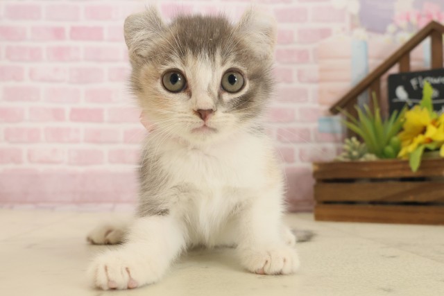 広島県のキンカロー (Coo&RIKU福山店/2025年10月10日生まれ/女の子/ダイリュートキャリコ)の子猫の1枚目の画像