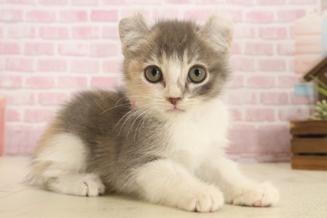 広島県のキンカロー (Coo&RIKU福山店/2025年10月10日生まれ/女の子/ダイリュートキャリコ)の子猫の2枚目の画像