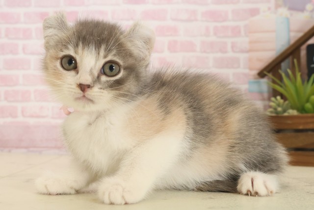 広島県のキンカロー (Coo&RIKU福山店/2025年10月10日生まれ/女の子/ダイリュートキャリコ)の子猫の3枚目の画像