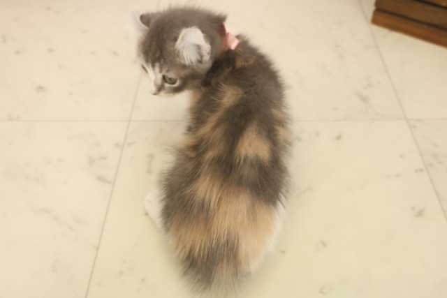 広島県のキンカロー (Coo&RIKU福山店/2025年10月10日生まれ/女の子/ダイリュートキャリコ)の子猫の4枚目の画像