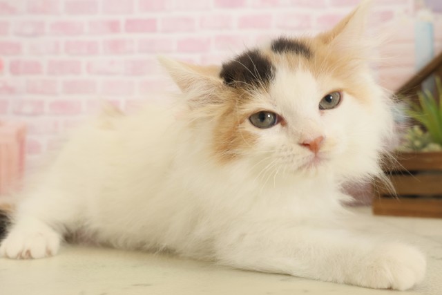 鹿児島県のラガマフィン (Coo&RIKU鹿児島店/2025年10月8日生まれ/女の子/キャリコ)の子猫の2枚目の画像