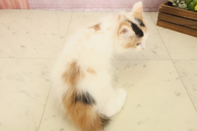 鹿児島県のラガマフィン (Coo&RIKU鹿児島店/2025年10月8日生まれ/女の子/キャリコ)の子猫の4枚目の画像
