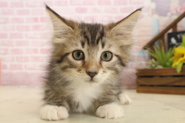 岡山県のメインクーン (Coo&RIKU岡山店/2025年10月8日生まれ/男の子/ブラウンタビーホワイト)の子猫の1枚目の画像