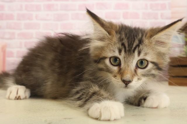 岡山県のメインクーン (Coo&RIKU岡山店/2025年10月8日生まれ/男の子/ブラウンタビーホワイト)の子猫の2枚目の画像