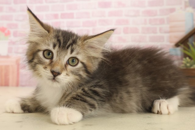 岡山県のメインクーン (Coo&RIKU岡山店/2025年10月8日生まれ/男の子/ブラウンタビーホワイト)の子猫の3枚目の画像