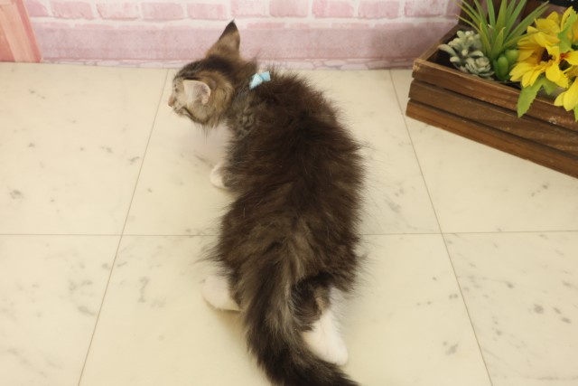 岡山県のメインクーン (Coo&RIKU岡山店/2025年10月8日生まれ/男の子/ブラウンタビーホワイト)の子猫の4枚目の画像