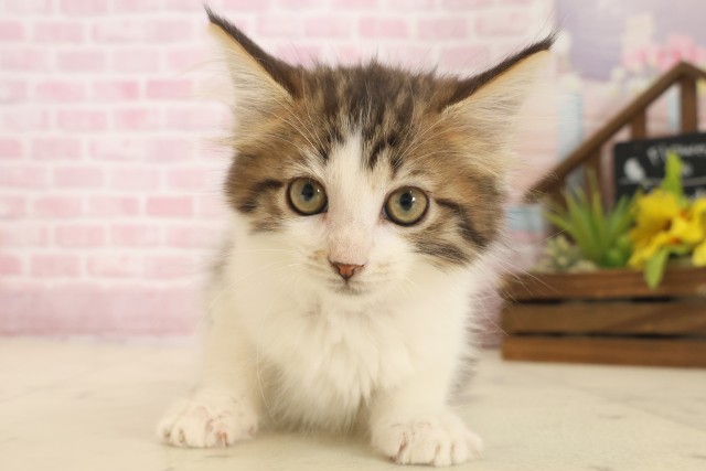 広島県のメインクーン (Coo&RIKUゆめタウン大竹店/2025年10月8日生まれ/女の子/ブラウンタビーホワイト)の子猫の1枚目の画像