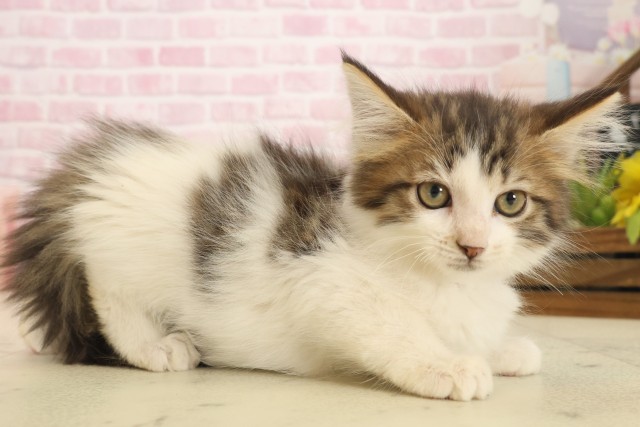 広島県のメインクーン (Coo&RIKUゆめタウン大竹店/2025年10月8日生まれ/女の子/ブラウンタビーホワイト)の子猫の2枚目の画像