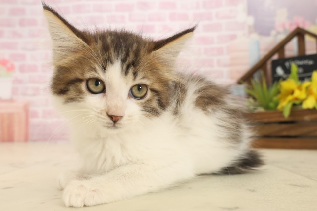 広島県のメインクーン (Coo&RIKUゆめタウン大竹店/2025年10月8日生まれ/女の子/ブラウンタビーホワイト)の子猫の3枚目の画像