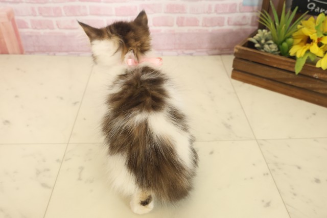 広島県のメインクーン (Coo&RIKUゆめタウン大竹店/2025年10月8日生まれ/女の子/ブラウンタビーホワイト)の子猫の4枚目の画像