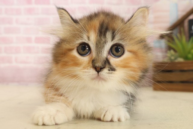 佐賀県のキンカロー (Coo&RIKU佐賀神埼店/2025年10月6日生まれ/女の子/トーティーシェル)の子猫の1枚目の画像