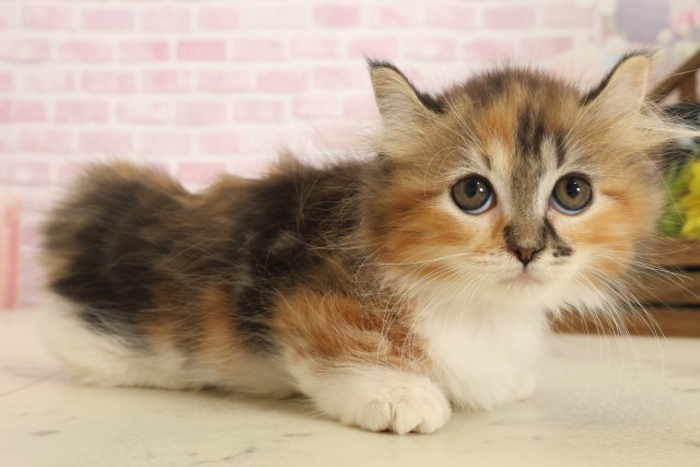 佐賀県のキンカロー (Coo&RIKU佐賀神埼店/2025年10月6日生まれ/女の子/トーティーシェル)の子猫の2枚目の画像