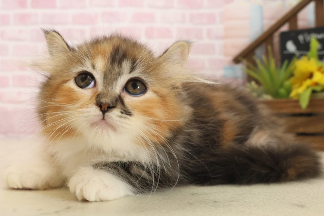 佐賀県のキンカロー (Coo&RIKU佐賀神埼店/2025年10月6日生まれ/女の子/トーティーシェル)の子猫の3枚目の画像