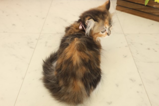 佐賀県のキンカロー (Coo&RIKU佐賀神埼店/2025年10月6日生まれ/女の子/トーティーシェル)の子猫の4枚目の画像