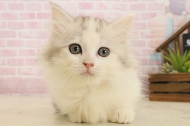 福岡県のキンカロー (Coo&RIKUゆめタウン飯塚店/2025年10月6日生まれ/女の子/シルバーパッチドタビーホワイト)の子猫の1枚目の画像