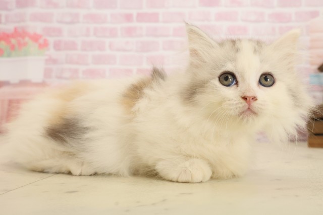 福岡県のキンカロー (Coo&RIKUゆめタウン飯塚店/2025年10月6日生まれ/女の子/シルバーパッチドタビーホワイト)の子猫の2枚目の画像