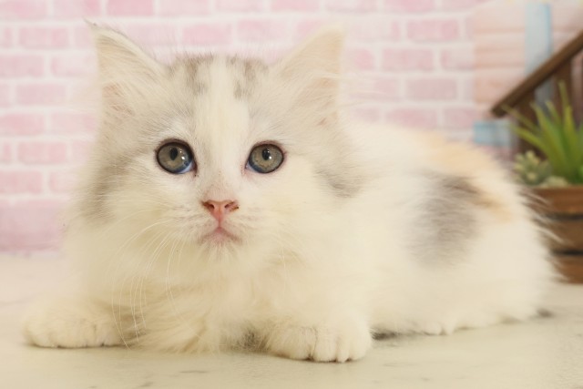 福岡県のキンカロー (Coo&RIKUゆめタウン飯塚店/2025年10月6日生まれ/女の子/シルバーパッチドタビーホワイト)の子猫の3枚目の画像