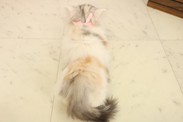 福岡県のキンカロー (Coo&RIKUゆめタウン飯塚店/2025年10月6日生まれ/女の子/シルバーパッチドタビーホワイト)の子猫の4枚目の画像