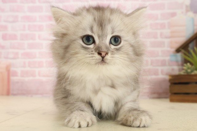 福岡県のミヌエット (Coo&RIKU大牟田店/2025年10月13日生まれ/女の子/チンチラシルバー)の子猫の1枚目の画像