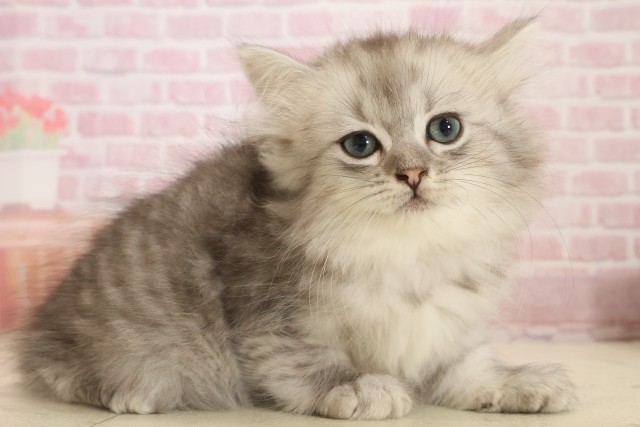 福岡県のミヌエット (Coo&RIKU大牟田店/2025年10月13日生まれ/女の子/チンチラシルバー)の子猫の2枚目の画像