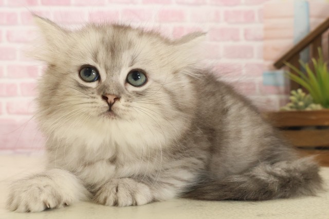 福岡県のミヌエット (Coo&RIKU大牟田店/2025年10月13日生まれ/女の子/チンチラシルバー)の子猫の3枚目の画像