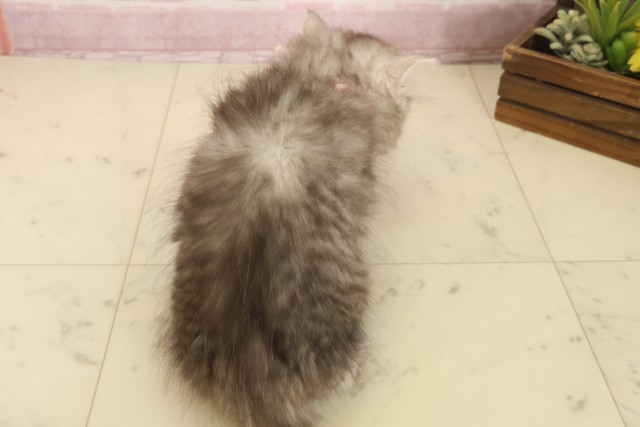 福岡県のミヌエット (Coo&RIKU大牟田店/2025年10月13日生まれ/女の子/チンチラシルバー)の子猫の4枚目の画像