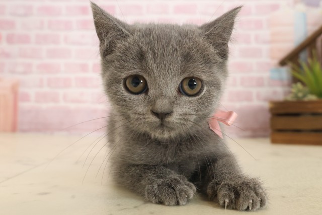 山口県のブリティッシュショートヘアー (Coo&RIKUサンパークあじす店/2025年10月1日生まれ/女の子/ブルー)の子猫の1枚目の画像