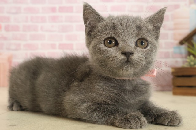 山口県のブリティッシュショートヘアー (Coo&RIKUサンパークあじす店/2025年10月1日生まれ/女の子/ブルー)の子猫の2枚目の画像