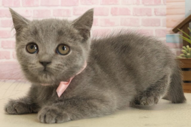 山口県のブリティッシュショートヘアー (Coo&RIKUサンパークあじす店/2025年10月1日生まれ/女の子/ブルー)の子猫の3枚目の画像