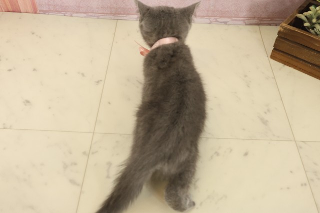 山口県のブリティッシュショートヘアー (Coo&RIKUサンパークあじす店/2025年10月1日生まれ/女の子/ブルー)の子猫の4枚目の画像