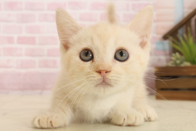 山口県のマンチカン (Coo&RIKUサンパークあじす店/2025年10月15日生まれ/男の子/クリームタビー)の子猫の1枚目の画像