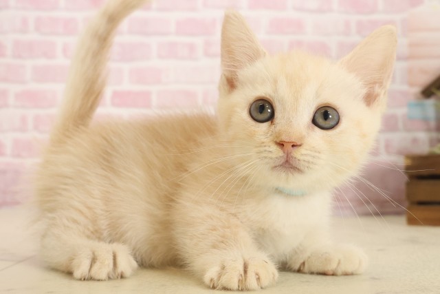 山口県のマンチカン (Coo&RIKUサンパークあじす店/2025年10月15日生まれ/男の子/クリームタビー)の子猫の2枚目の画像