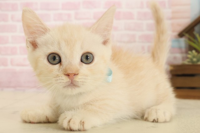 山口県のマンチカン (Coo&RIKUサンパークあじす店/2025年10月15日生まれ/男の子/クリームタビー)の子猫の3枚目の画像