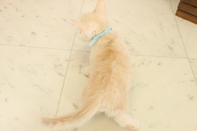 山口県のマンチカン (Coo&RIKUサンパークあじす店/2025年10月15日生まれ/男の子/クリームタビー)の子猫の4枚目の画像