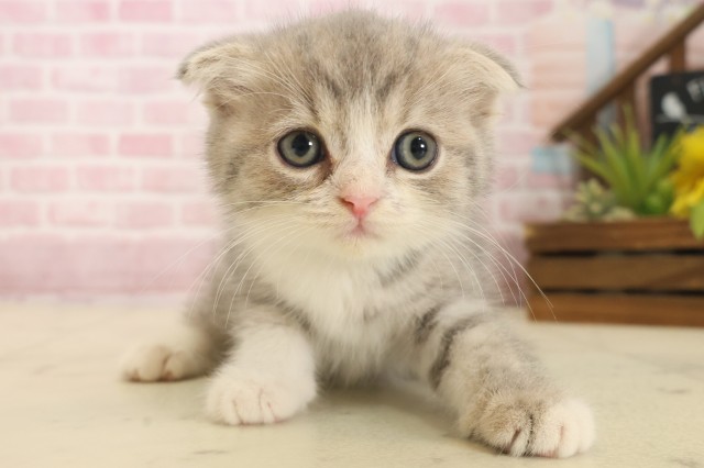 福岡県のスコティッシュフォールド (Coo&RIKUフォレストシティ春日店/2025年10月16日生まれ/男の子/ブルータビーホワイト)の子猫の1枚目の画像