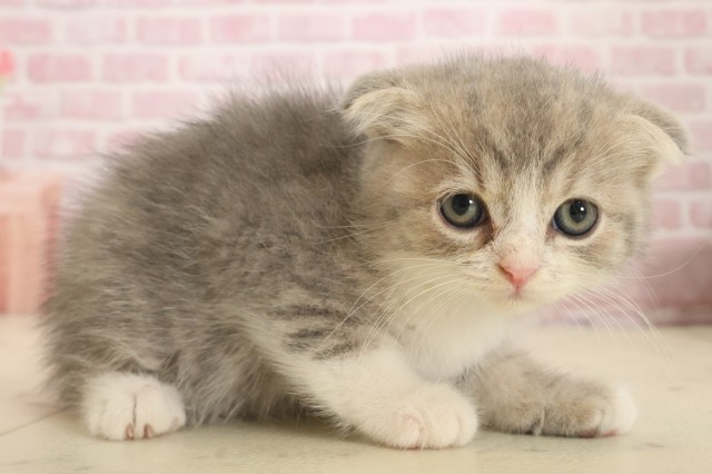 福岡県のスコティッシュフォールド (Coo&RIKUフォレストシティ春日店/2025年10月16日生まれ/男の子/ブルータビーホワイト)の子猫の2枚目の画像