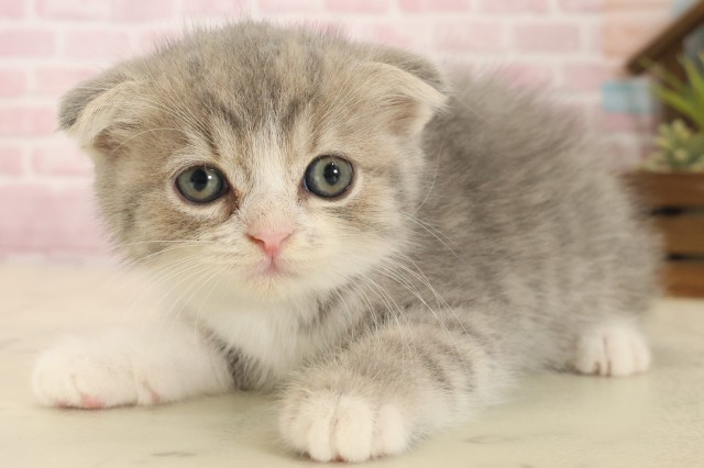 福岡県のスコティッシュフォールド (Coo&RIKUフォレストシティ春日店/2025年10月16日生まれ/男の子/ブルータビーホワイト)の子猫の3枚目の画像