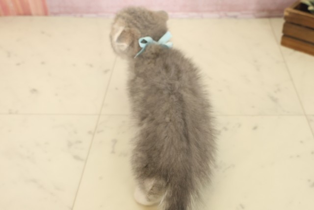 福岡県のスコティッシュフォールド (Coo&RIKUフォレストシティ春日店/2025年10月16日生まれ/男の子/ブルータビーホワイト)の子猫の4枚目の画像