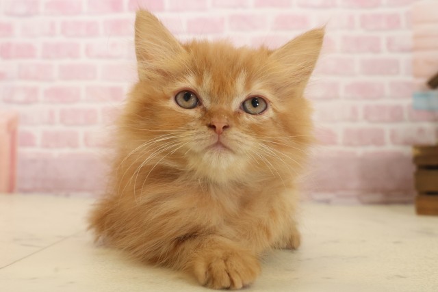 熊本県のマンチカン (Coo&RIKU宇土シティモール店/2025年10月3日生まれ/男の子/レッドタビー)の子猫の1枚目の画像