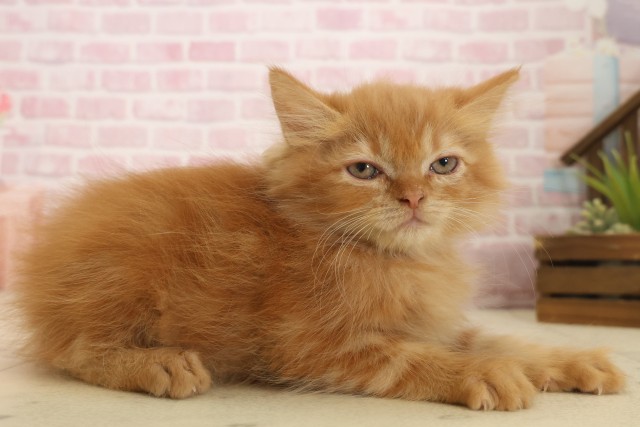 熊本県のマンチカン (Coo&RIKU宇土シティモール店/2025年10月3日生まれ/男の子/レッドタビー)の子猫の2枚目の画像