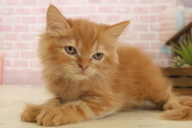 熊本県のマンチカン (Coo&RIKU宇土シティモール店/2025年10月3日生まれ/男の子/レッドタビー)の子猫の3枚目の画像