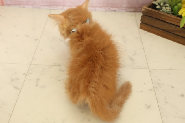 熊本県のマンチカン (Coo&RIKU宇土シティモール店/2025年10月3日生まれ/男の子/レッドタビー)の子猫の4枚目の画像