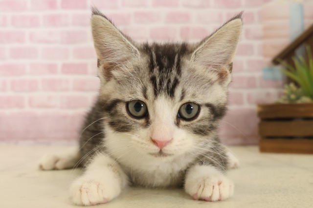 福岡県のスコティッシュフォールド (Coo&RIKU大牟田店/2025年10月3日生まれ/男の子/シルバータビーホワイト)の子猫の1枚目の画像