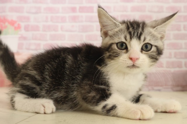 福岡県のスコティッシュフォールド (Coo&RIKU大牟田店/2025年10月3日生まれ/男の子/シルバータビーホワイト)の子猫の2枚目の画像